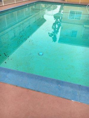 Pool was slimy and green.