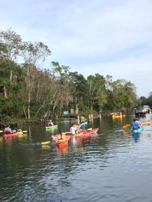 Florida Manatee Adventures