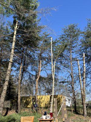 Four trees ready for felling