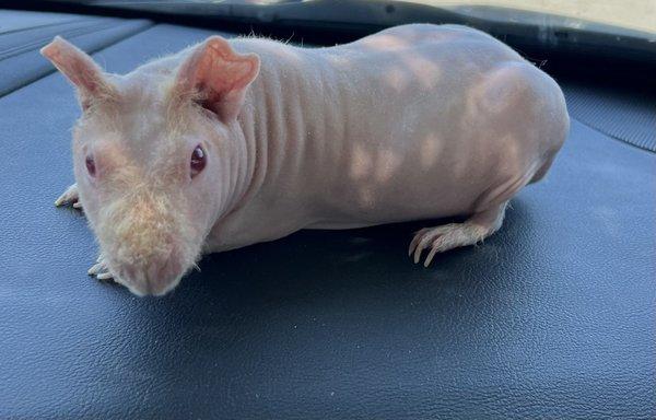 Peppa the hairless guinea pig