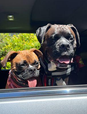 our boxers Kali and Bodie