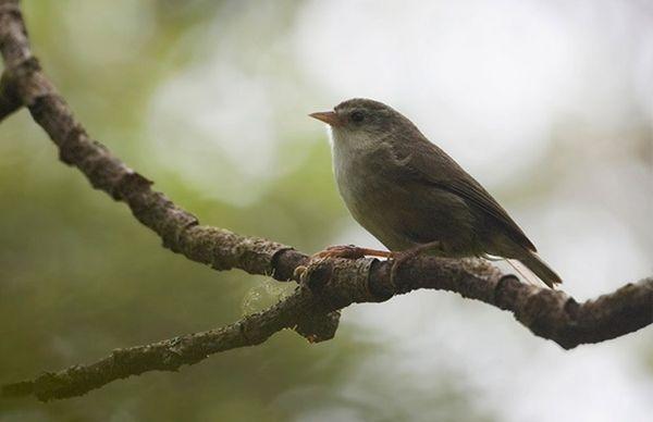 'Akikiki' on the island of Kauai  "Bird on the Brink"