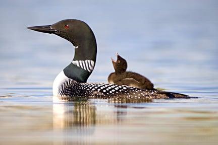 'Learning to Yodel' by John Ashley. A two-day-old Loon chick rides in comfort on his mother's back.