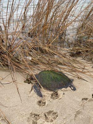 Sea turtle after a cold north wind