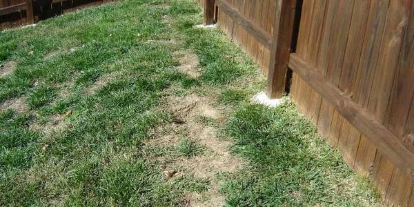 Lawn repairs from pet damage