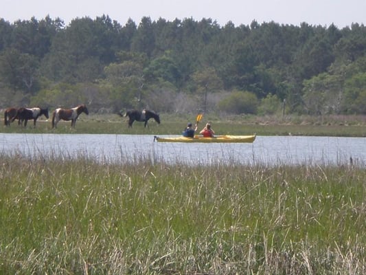 We offer kayaking around Chincoteague!