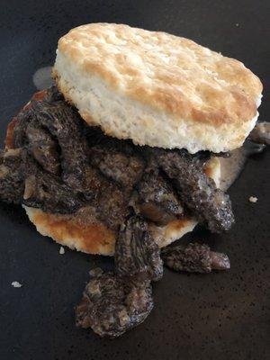 Morels on a biscuit. Best thing I've had all day