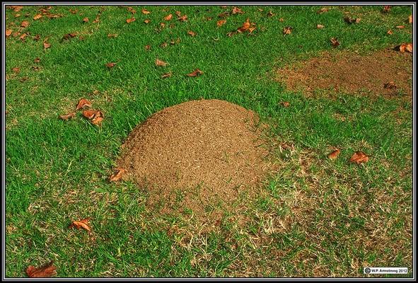 Crabapple Pest Control