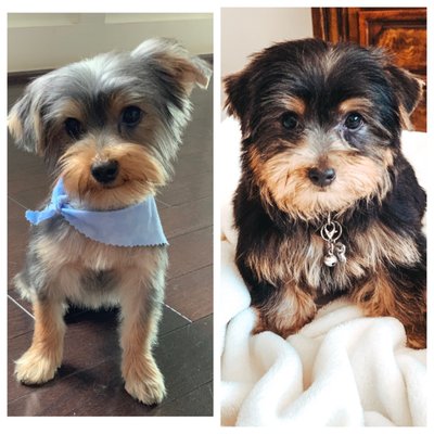 My yorkie's before and after.