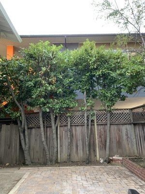 Tree Cleaning and pruning