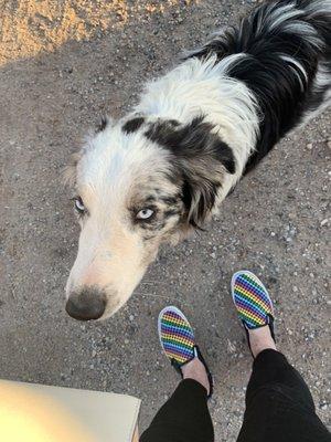 Adorable bar pooch