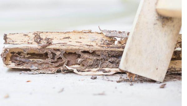 Cowell Beach Termite Removal Expert