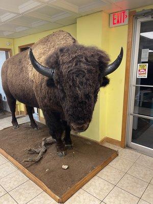 Buffalo statue