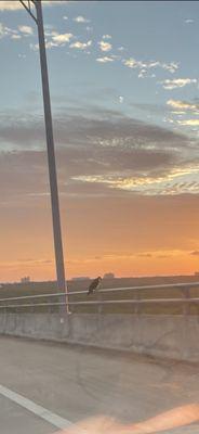 Ospreys  in the morning looking for breakfast