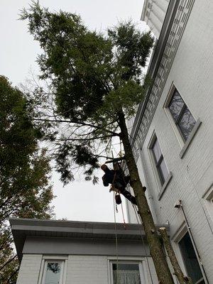 Tree removal in Lawrenceville.