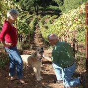 Dick, Pat, and Brandy tending to their hillside vineyard