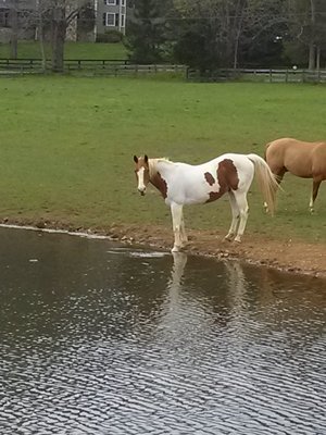 Chilling in the pond field.