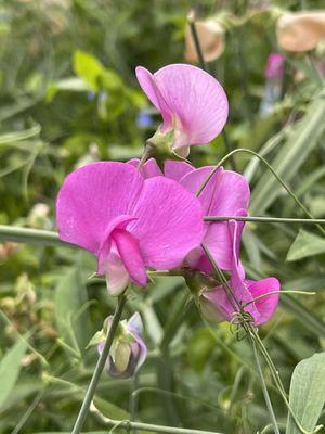 Sweet peas!