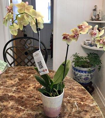 Mom liked the orchid I bought for her for Mother's Day!