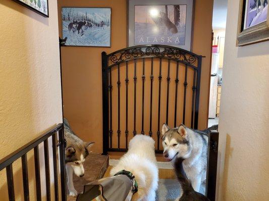 Gate opened and against the wall. Dog inspecting to give approval