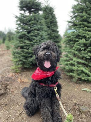 Washougal River Christmas Trees