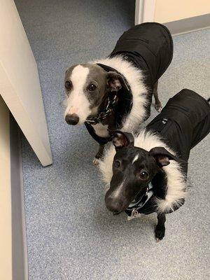 Vinny and Massimo ready for the cold weather.