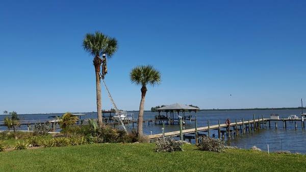 Palm tree pruning