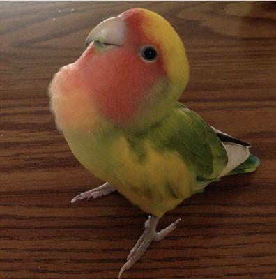 My sweetest little baby ever!! Starburst is the best bird anyone could ask for. Love him with my whole heart!