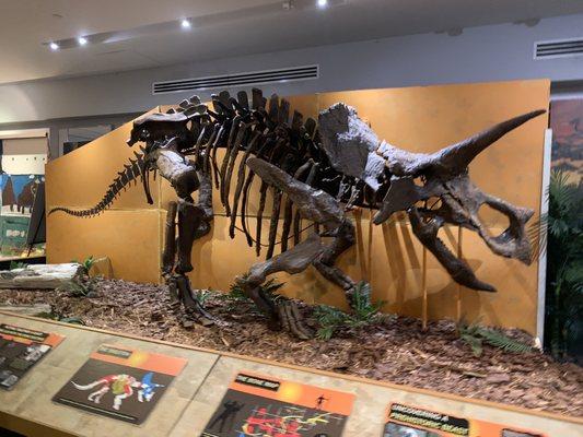 Triceratops skeleton