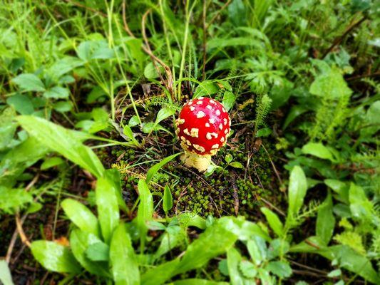 Amanita Muscaria from foraging in San Juan National Forest near Mancos, CO.