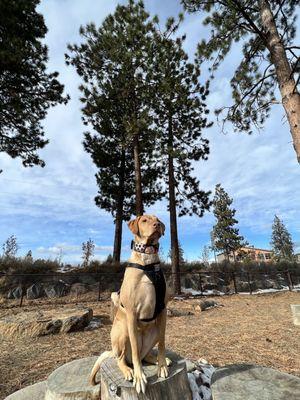 Enjoying the play yard at Ruffwear