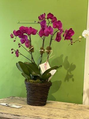 Ginny's Orchids