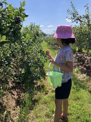 Blueberry picking!