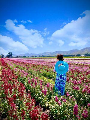 Flower field in Lompoc