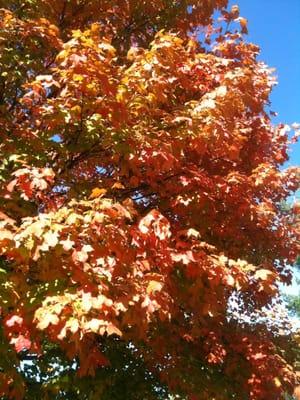 A stunning Fall day