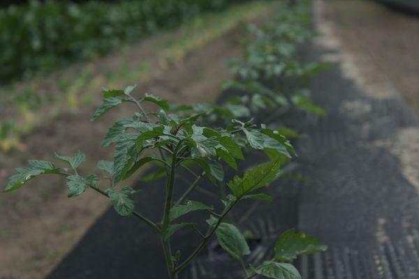 Falls Farm CSA