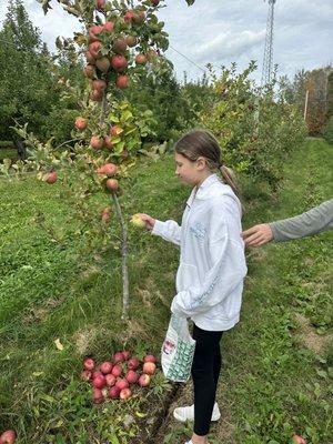 Trees full of apples!