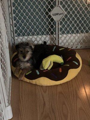 Donut pillow for Dunkin