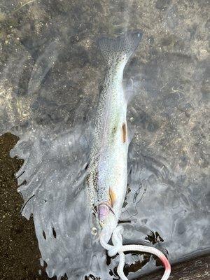 Giant Rainbow trout my son caught at Wrights Lake.