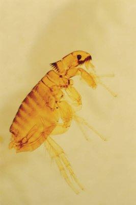 Fleas are no fun for people nor the pets that bring them into your home.