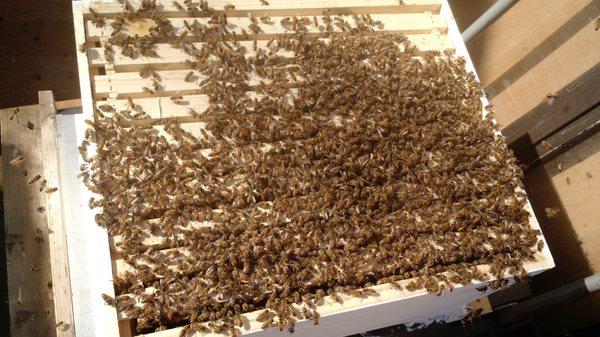 Wild bees following their queen into their new home