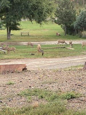 Nightly grazing in the camp. So cool!