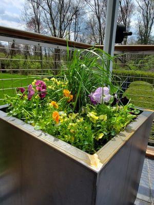 Corten Steel Planters with Seasonal Flowers