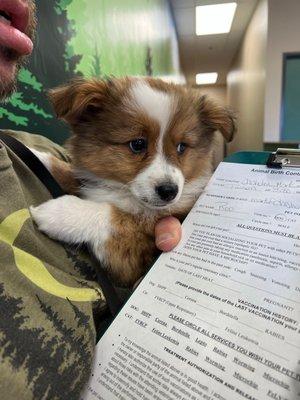 Roo reviewing admission forms