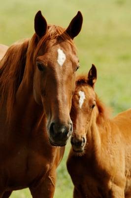 Carousel Equine Clinic