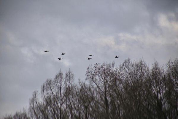 Pelicans