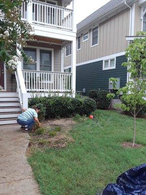 cleaning up weeds