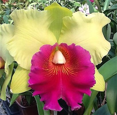 Cattleya Orchid