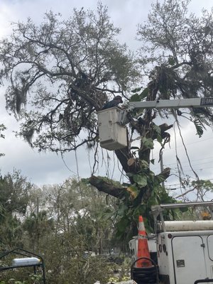 Helping remove some branches over my well pipes