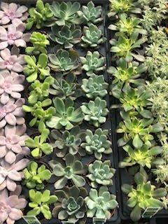 Succulents